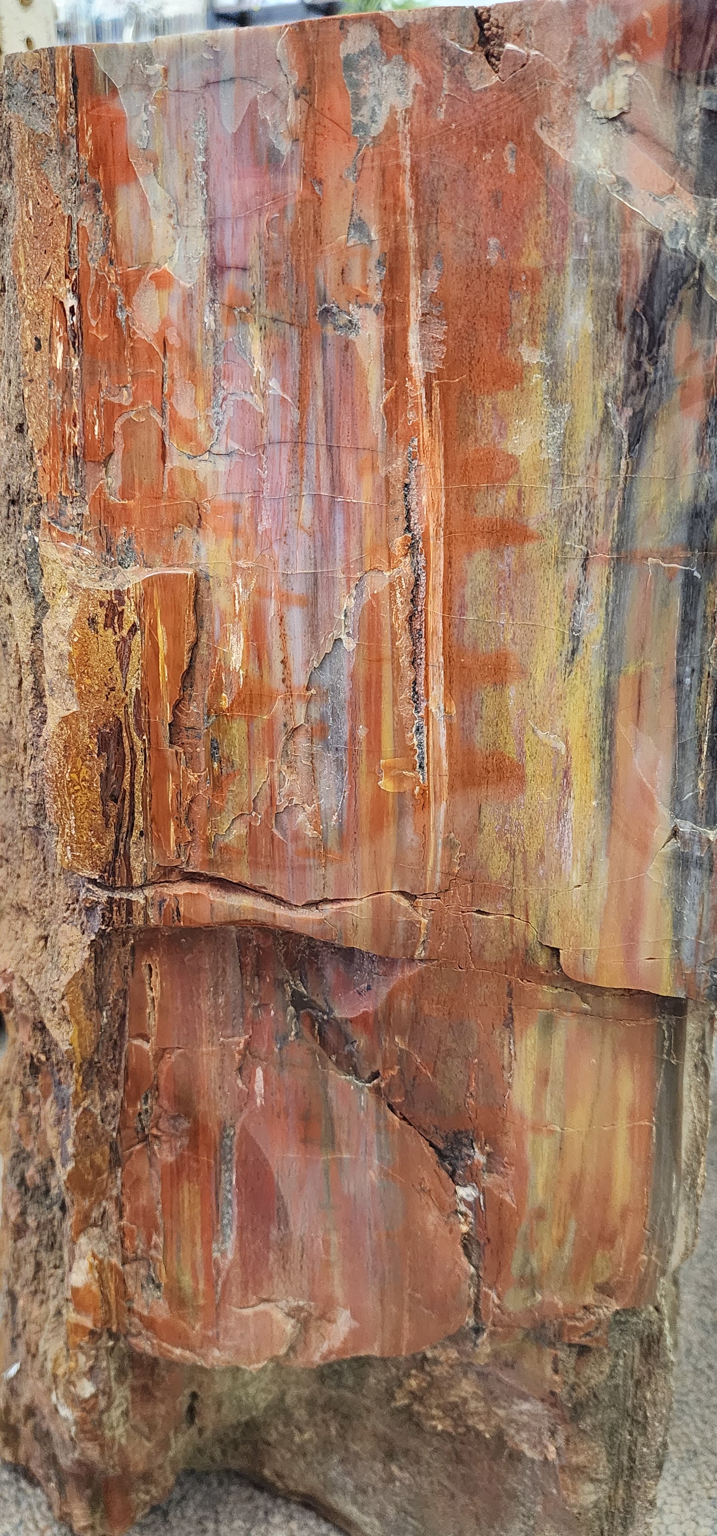 Arizona Rainbow Petrified wood log